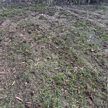 Pike Nurseries - New lawn. Really ?  They installed it wrong and created an issue now with water build up. Needs to be redone. - Nurseries & Gardening Near Me - Charlotte, North Carolina