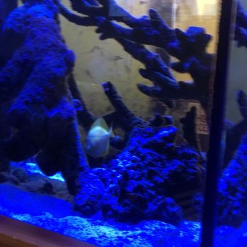 Yanagi Sushi - da fish tank, good fish too - Sushi Bars Near Me - Paso Robles, California Yanagi Sushi - da fish tank, good fish too - Sushi Bars Near Me - Paso Robles, California