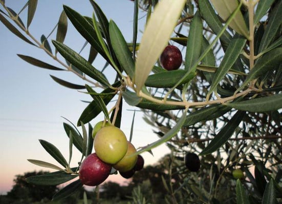 Texas Hill Country Olive Co. by null