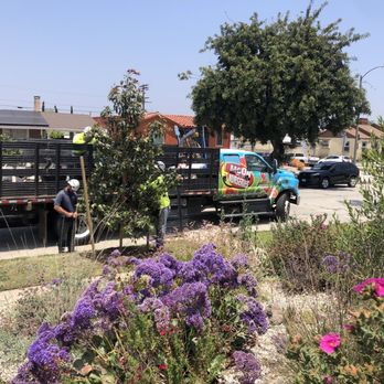 Moon Valley Nurseries - Tristania planting - Landscaping Near Me - Torrance, California Moon Valley Nurseries - Tristania planting - Landscaping Near Me - Torrance, California