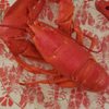 Beach Plum Lobster Farm gift card