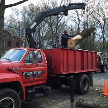 Metuchen Tree Service - Metuchen Tree Service in action - Tree Services Near Me - Metuchen, New Jersey
