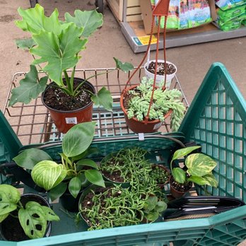 Telly's Greenhouse - Nurseries & Gardening Near Me - Troy, Michigan Telly's Greenhouse - Nurseries & Gardening Near Me - Troy, Michigan