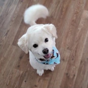 Dandee Dog Grooming - Pet Groomers Near Me - San Diego, California Dandee Dog Grooming - Pet Groomers Near Me - San Diego, California