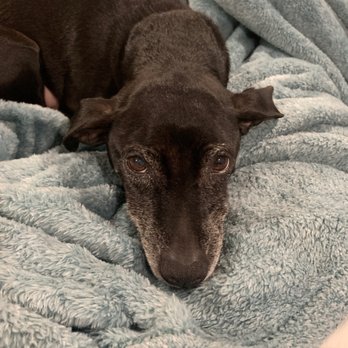 Animal Eye Vet - After surgery - Veterinarians Near Me - Murrieta, California