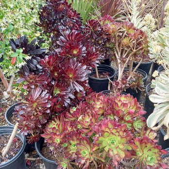 A&A Nursery - a variety of plants - Nurseries & Gardening Near Me - Los Angeles, California