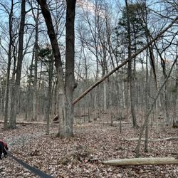 Conway Robinson State Forest