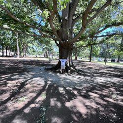 Lakewood Park - The largest oak tree I ever seen in this park!