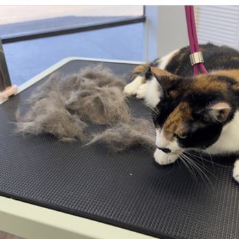 Dapper Doggery - Cat - Pet Groomers Near Me - Poway, California