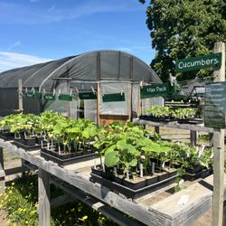 Forni Farm & Nursery - Beautiful Cucumbers