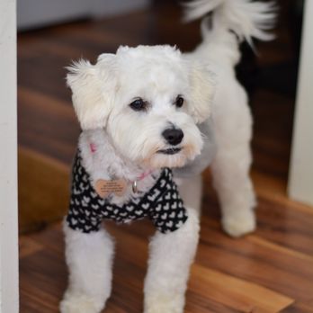 Dirty Paws Grooming Spa - Pet Groomers Near Me - Temecula, California