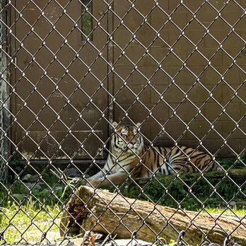 Connecticut's Beardsley Zoo - Tiger - Zoos Near Me - Bridgeport, Connecticut