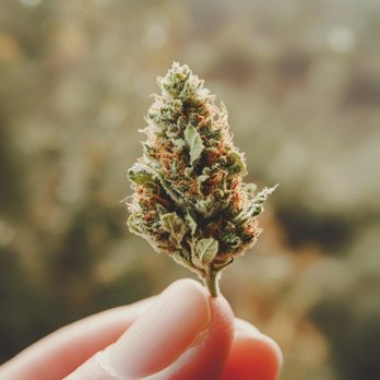 Jersey Meds Cannabis Recreational Dispensary - Pennington - Head Shops Near Me - Pennington, New Jersey Jersey Meds Cannabis Recreational Dispensary - Pennington - Head Shops Near Me - Pennington, New Jersey
