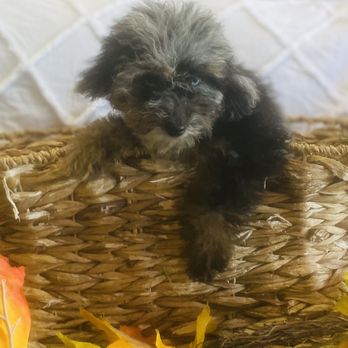 Puppy Country - Pet Stores Near Me - Cincinnati, Ohio