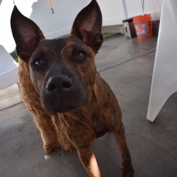 Dog Days - Our puppy at daycare! Photo Credit: Dog Days - Pet Boarding Near Me - San Diego, California Dog Days - Our puppy at daycare! Photo Credit: Dog Days - Pet Boarding Near Me - San Diego, California