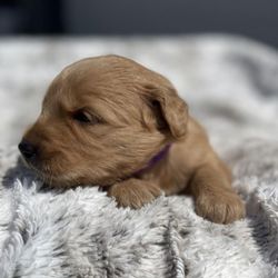Blessed Goldens