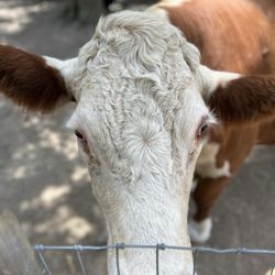 Why Not An American Ark