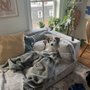 Photo of Z Dog Daycare