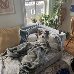 Z Dog Daycare