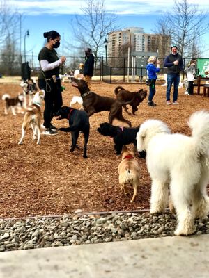 Bark Social by null