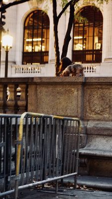 Photo of New York Public Library - Stephen A. Schwarzman Building - New York, NY, US. Exterior