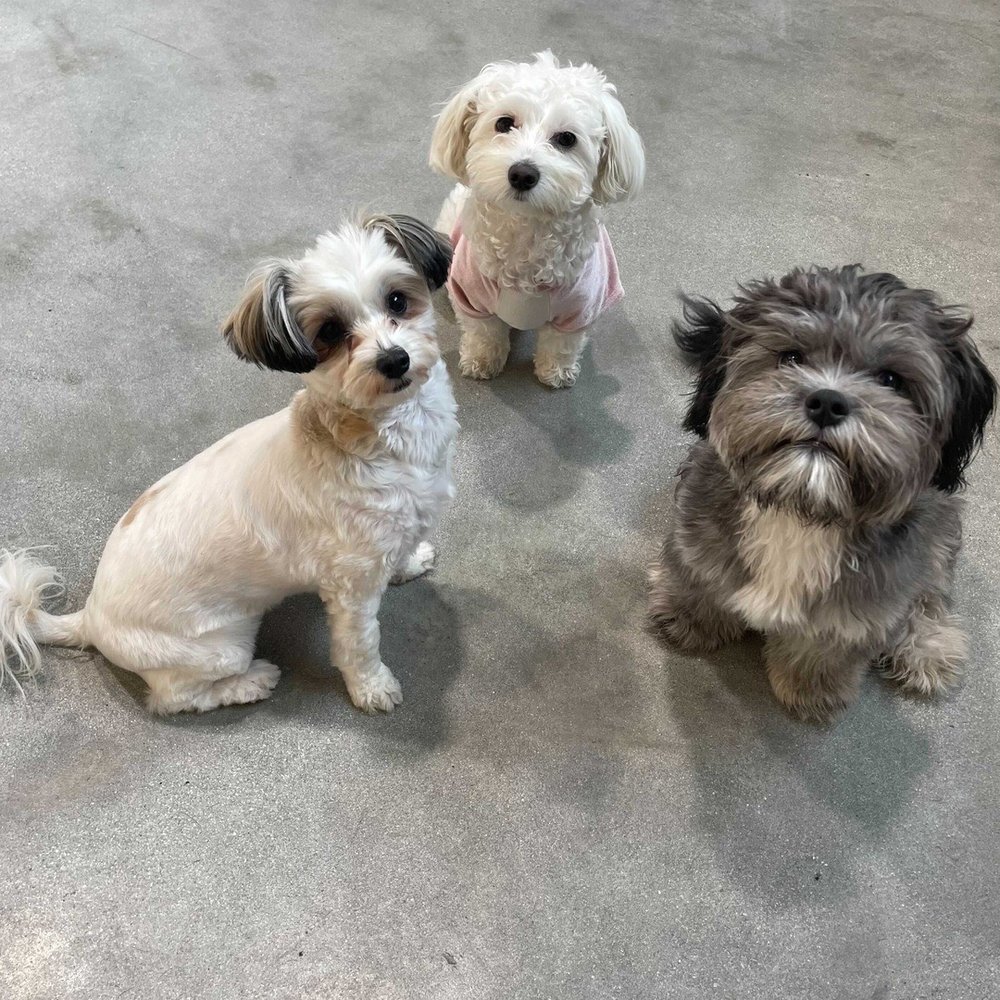 Dogdrop - Pet Sitting Near Me - Los Angeles, California