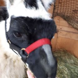 Llama Sanctuary
