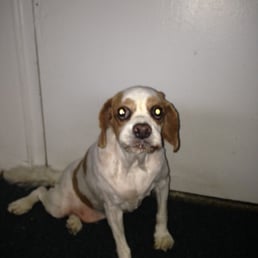 This is after shave 8-14-16 They totally shaved him RUINED his silky coat. Cavalier never looks this way. Horrible BOTCHED work by Amanda This is after shave 8-14-16 They totally shaved him RUINED his silky coat. Cavalier never looks this way. Horrible BOTCHED work by Amanda