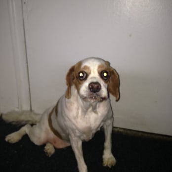 Trim Up The Pup - This is after shave 8-14-16 They totally shaved him RUINED his silky coat. Cavalier never looks this way. Horrible BOTCHED work by Amanda - Pet Groomers Near Me Trim Up The Pup - This is after shave 8-14-16 They totally shaved him RUINED his silky coat. Cavalier never looks this way. Horrible BOTCHED work by Amanda - Pet Groomers Near Me