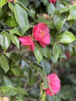 Palmengarten Frankfurt by null