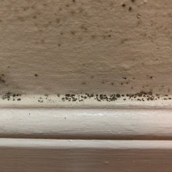 Davis-Paul Management Group - Surface mildew grows on fruit. Black mold grows on neglected buildings. - Property Management Near Me - San Francisco, California Davis-Paul Management Group - Surface mildew grows on fruit. Black mold grows on neglected buildings. - Property Management Near Me - San Francisco, California