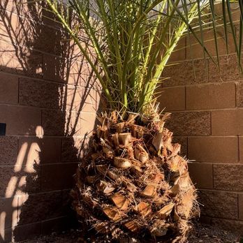 Duranchi Tree Service - Bye Bye Palm Tree - Tree Services Near Me - Las Vegas, Nevada Duranchi Tree Service - Bye Bye Palm Tree - Tree Services Near Me - Las Vegas, Nevada