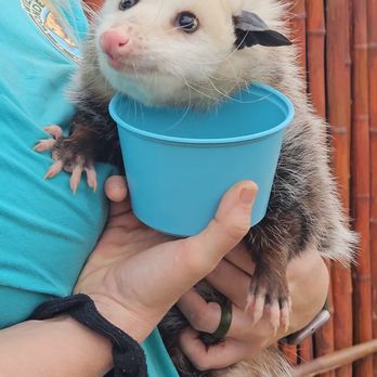 Wild Wonders - Zoos Near Me - Bonsall, California Wild Wonders - Zoos Near Me - Bonsall, California