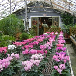 Mount Williams Greenhouses - Our Show House bursting with Cyclamen in Bloom!