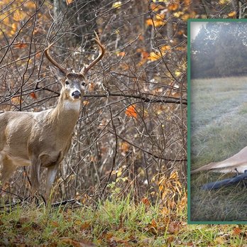 Blazn Guns Hunting - Wildlife Hunting Ranges Near Me - Brinkley, Arkansas Blazn Guns Hunting - Wildlife Hunting Ranges Near Me - Brinkley, Arkansas