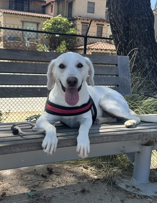 Modern Animal by null