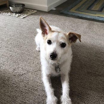 Barkhouse - Niall a happy Barkhouse customer - Pet Groomers Near Me - San Diego, California