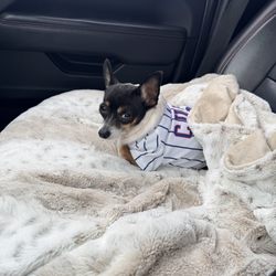 Animal Medical Clinic - Leonidas (Leo