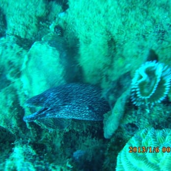 Rincon Diving & Snorkeling - Eel - Free Diving Near Me - Rincon, Puerto Rico