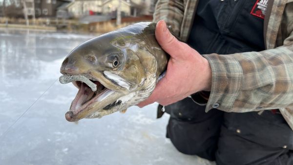 The Bait Shack by null