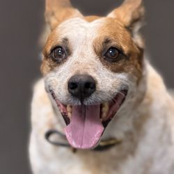 FUReverFUN Dog Care Services