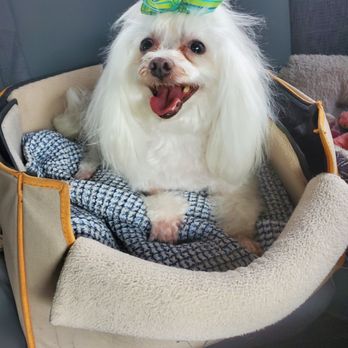 Clipper Ship Pet Grooming - Pet Groomers Near Me - Lake Mary, Florida Clipper Ship Pet Grooming - Pet Groomers Near Me - Lake Mary, Florida