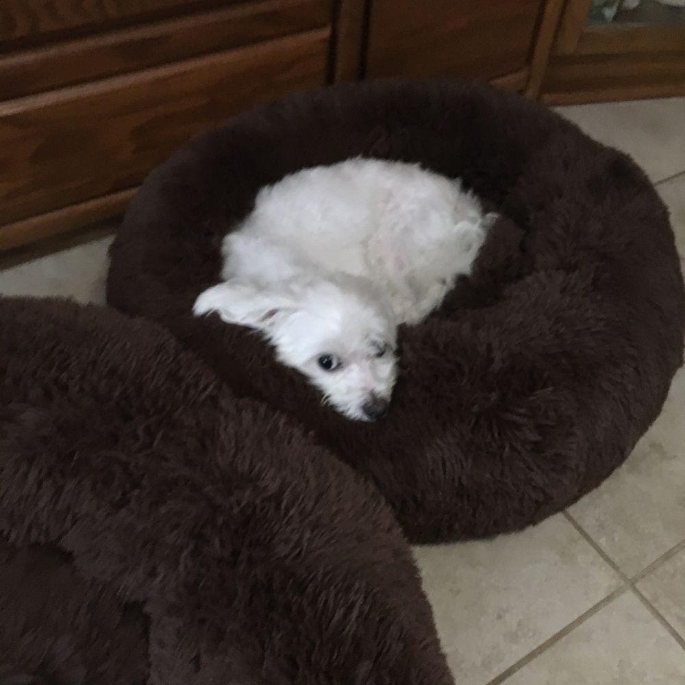 BluePearl Pet Hospital - Veterinarians Near Me - Spring, Texas BluePearl Pet Hospital - Veterinarians Near Me - Spring, Texas