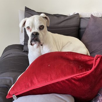West Coast - Pet Cremation Services Near Me - Sun Valley, California West Coast - Pet Cremation Services Near Me - Sun Valley, California