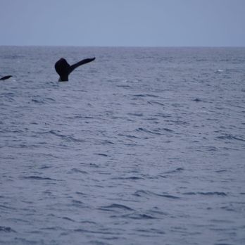 Quicksilver Charters - Snorkeling Near Me - Wailuku, Hawaii