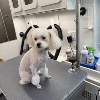 Paw Spa Mobile Grooming - Pet Groomers Near Me Paw Spa Mobile Grooming - Pet Groomers Near Me