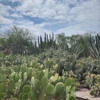 Desert Botanical Garden - Botanical Gardens Near Me - Phoenix, Arizona Desert Botanical Garden - Botanical Gardens Near Me - Phoenix, Arizona