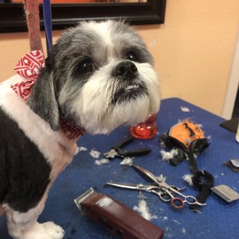 Katy Grooming - Pet Groomers Near Me - Katy, Texas Katy Grooming - Pet Groomers Near Me - Katy, Texas