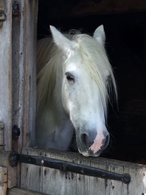Mary Arden's Farm by null