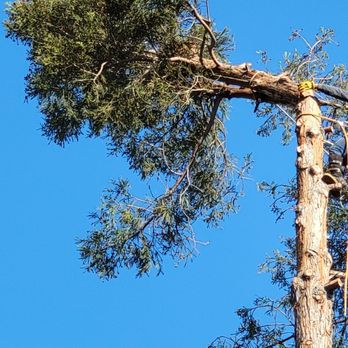 canas tree service - There it goes - Tree Services Near Me - Sacramento, California canas tree service - There it goes - Tree Services Near Me - Sacramento, California